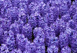 Image result for Purple Hyacinth Flower