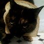Image result for Sad Bread Cat