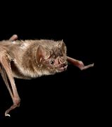 Image result for White-winged Vampire Bat