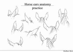 Image result for How to Drae Horse Ears