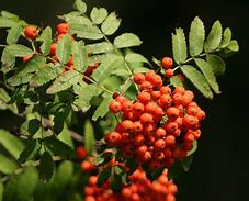 Image result for Sorbus aucuparia