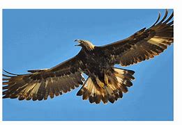Image result for Biggest Eagle