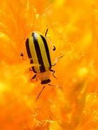Image result for "striped-cucumber-beetle"