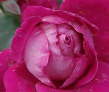 Image result for Deep Pink Roses