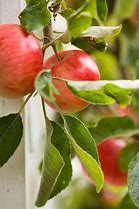 Image result for Apple Tree Diseases Leaf Curl