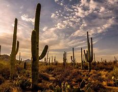 Image result for Sonoran Desert Ecosystem