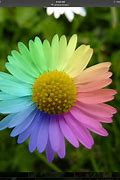 Image result for Real Cute Flowers