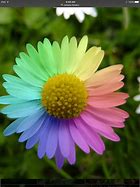 Image result for Rainbow Colored Flowers