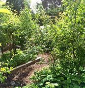 Image result for Permaculture Orchard