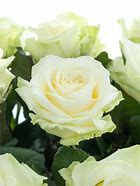 Image result for Avalanche Rose