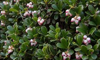 Image result for Small Dwarf Evergreen Shrubs