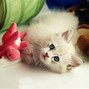 Image result for Free Cute Kitten Wallpaper