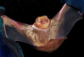 Image result for Red Bat Toy