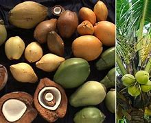 Image result for Different Coconuts