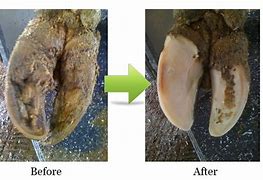Image result for Dairy Cow Hoof
