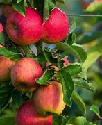 Image result for Royal Gala Apple Tree