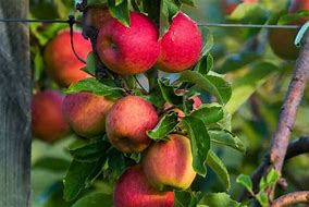 Image result for Gala Apple Tree Pics