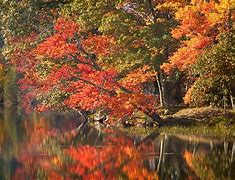 Image result for Maine Fall Trees