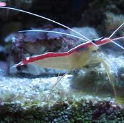 Image result for Amano Shrimp Hiding