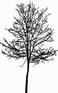 Image result for Tree Silhouette Transparent Brown