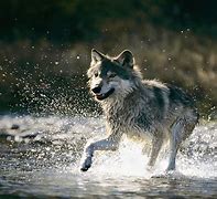 Image result for Water Wolf Wallpaper