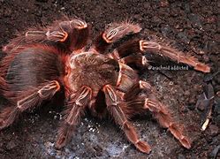 Image result for Lasiodora Parahybana in the Wild