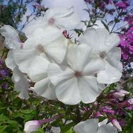 Image result for Phlox Anne [J.S.] (Paniculata-Group)