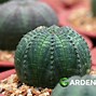 Image result for Star Cactus Plant