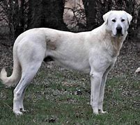 Image result for Akbash Dog