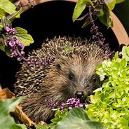 Image result for Garden Hedgehog