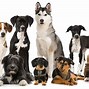 Image result for Top 10 Types of Dogs