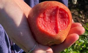 Image result for Pink Pearl Apple Tree in Pot