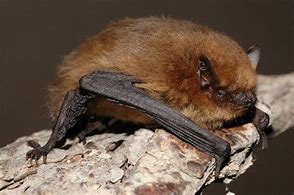 Image result for Bat Species UK Common to Rarest