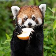 Image result for Red Panda as Pets