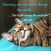 Image result for Rescue Adopted Cat Meme