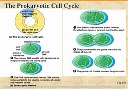 Image result for Prokaryotic Cell Reproduction