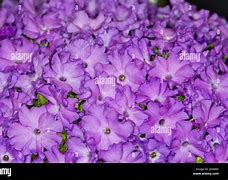 Image result for Primula miniera Joe Elliott