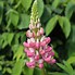 Image result for Lupinus The Châtelaine
