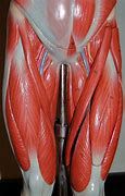 Image result for Muscle Upper Thigh and Groin Pain