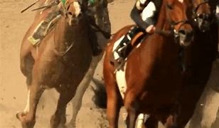 Image result for Newmarket Horse Racing