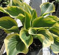 Image result for Hosta Liberty