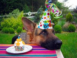 Image result for German Shepherd Dog Memes