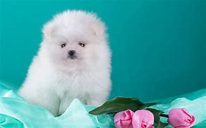 Image result for Very Cute Puppies