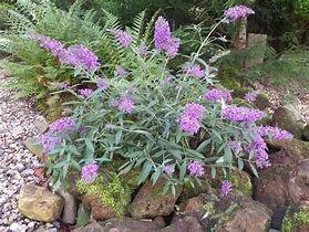 Bildergebnis für Buddleja davidii Sophie