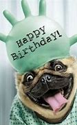 Image result for Funny Animal Birthday Wishes