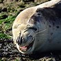 Image result for Laughing Seal Meme