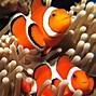 Image result for clown fish