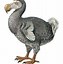 Image result for Do Dodo Birds Still Exist