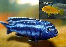 Image result for Blue Cichlids Species