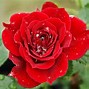 Image result for Deep Red Rose Image with White Background